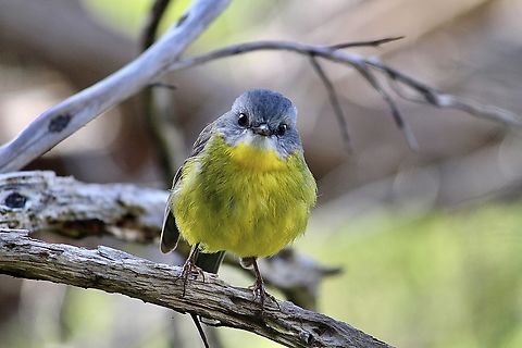 Eastern Yellow Robin - Eopsaltria australis Not shy at all. Eamw birds,Eastern Yellow Robin,Eopsaltria australis