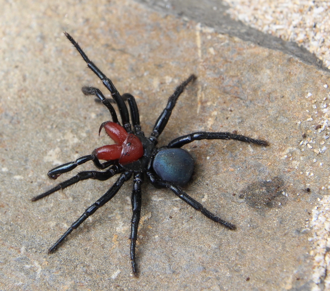 Red-headed Mouse Spider - Missulena occatoria This is the first time that I have seen this spider. They can grow up to 35 mm . The one I found is only about 15 mm and might grow bigger. I decided to keep it in a glass tank for a while to see if it will grow more, also to give me more opportunities to take more photos. Australia,Eamw spiders,Eamw trapdoor spidersFall,Encounter Bay SA,Geotagged,Missulena occatoria,Red-headed mouse spider