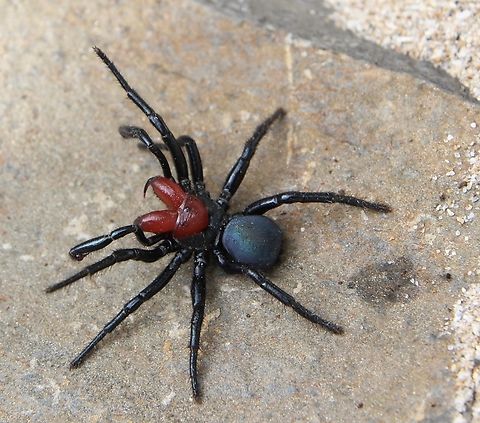 Red-headed Mouse Spider - Missulena occatoria This is the first time that I have seen this spider. They can grow up to 35 mm . The one I found is only about 15 mm and might grow bigger. I decided to keep it in a glass tank for a while to see if it will grow more, also to give me more opportunities to take more photos. Australia,Eamw spiders,Eamw trapdoor spidersFall,Encounter Bay SA,Geotagged,Missulena occatoria,Red-headed mouse spider