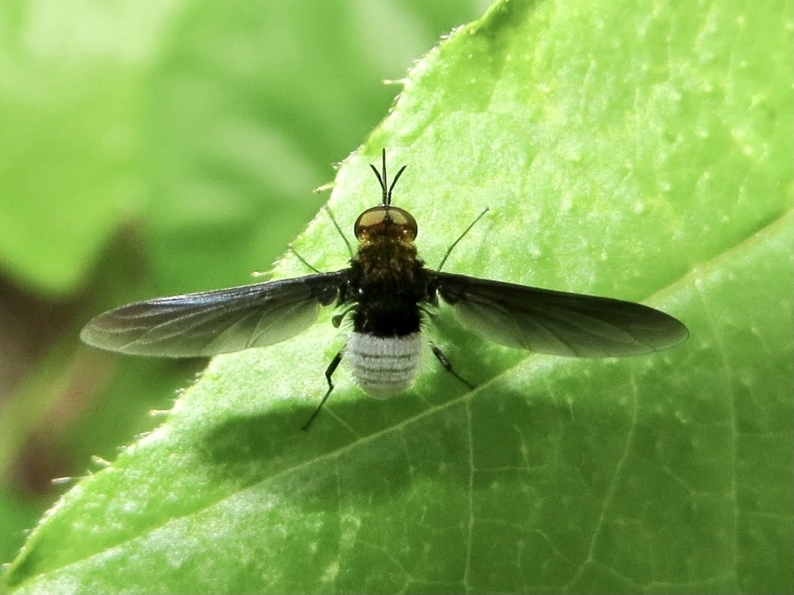 Euchariomyia dives The capture date for this image is 6.8.2013 and not as shown on the right. Euchariomyia,Euchariomyia dives,Geotagged,Summer,Vietnam,eamw flies