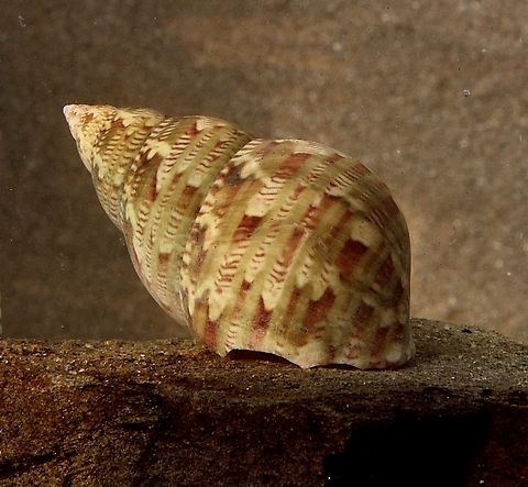 Australian Pheasant - Phasianella australis Washed up on the beach. Australia,Australian Pheasant,Encounter Bay SA,Fall,Geotagged,Phasianella australis,eamw marine invertebrates