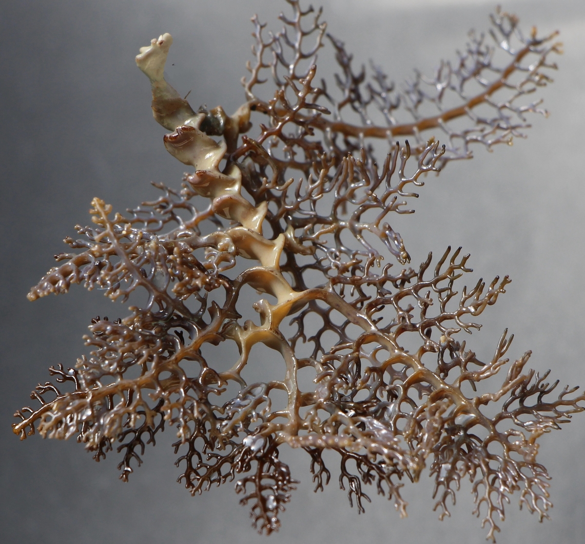 Ladder Weed - Cystophora scalaris Washed up on the beach  Australia,Cystophora scalaris,Eamw marine flora,Encounter Bay SA,Fall,Geotagged,Ladder Weed