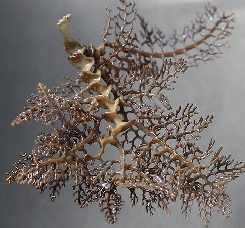 Ladder Weed - Cystophora scalaris Washed up on the beach  Australia,Cystophora scalaris,Eamw marine flora,Encounter Bay SA,Fall,Geotagged,Ladder Weed