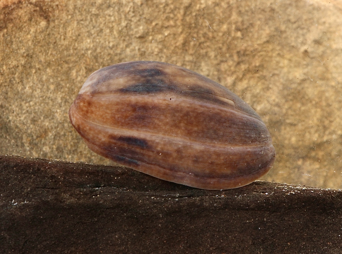 Brown bubble snail - Bulla quoyii Washed up on the beach. Australia,Bulla quoyii,Encounter Bay SA,Fall,eamw marine invertebrates