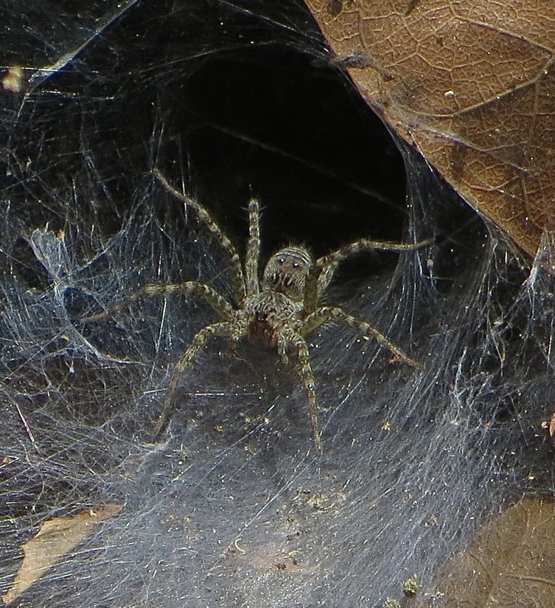Lawn Wolf Spider - Hippasa holmerae                                 Eamw spiders,Eamw wolf spiders,Geotagged,Hippasa holmerae,Lawn Wolf Spider,Summer,Vietnam