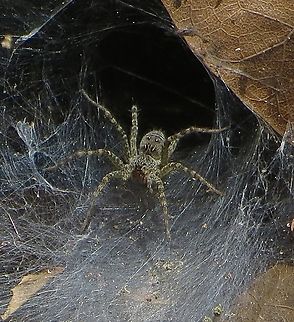 Lawn Wolf Spider - Hippasa holmerae                                 Eamw spiders,Eamw wolf spiders,Geotagged,Hippasa holmerae,Lawn Wolf Spider,Summer,Vietnam
