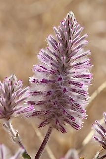 Pink mulla - Ptilotus exaltatus  Australia,Eamw flora,Pink Mulla Mulla,Ptilotus exaltatus