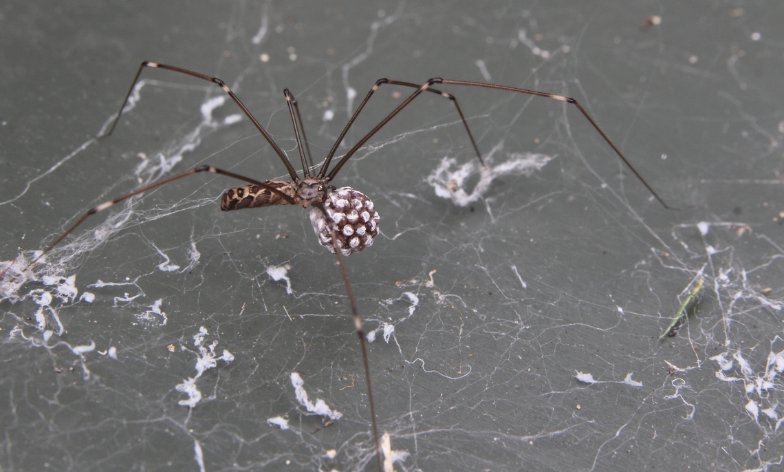 Natal Cellar Spider - Smeringopus natalensis  Australia,Fall,Geotagged,Natal Cellar Spider,Smeringopus natalensis