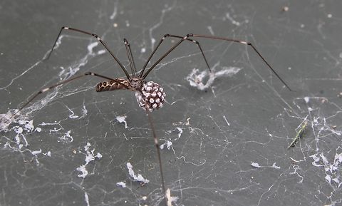 Natal Cellar Spider - Smeringopus natalensis  Australia,Fall,Geotagged,Natal Cellar Spider,Smeringopus natalensis