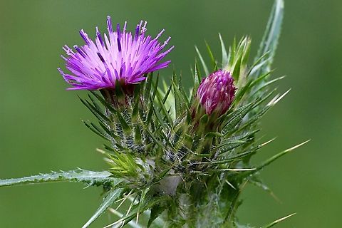 Italian thistle - Carduus pycnocephalus Introduced to Australia. Australia,Carduus pycnocephalus,Eamw flora,Geotagged,Italian Thistle,Marionvale,Spring,Victoria