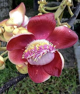 Cannonball tree flower - Couroupita guianensis  Cannonball tree,Couroupita guianensis,Eamw flora,Fall,Geotagged,Vietnam