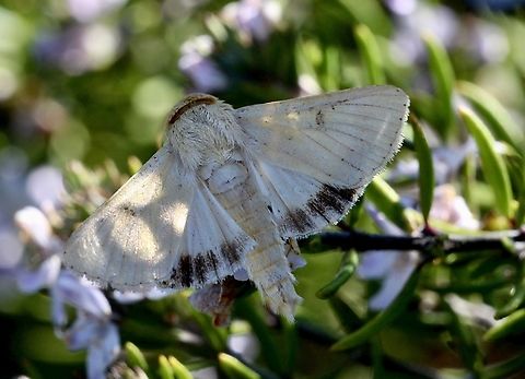 Cotton bollworm moth - Helicoverpa armigera  Australia,Cotton bollworm moth,Eamw moth,Geotagged,Helicoverpa armigera,Helicoverpa zea,Marionvale,Spring,Victoria Helicoverpa ew