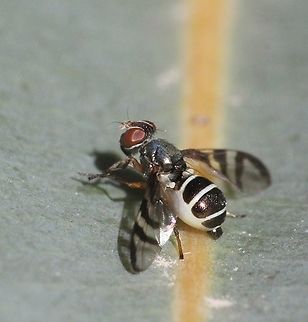 Narrow-Banded Picture-Winged Fly - Ceroxys latiusculus  Australia,Ceroxys latiusculus,Geotagged,Spring,Victoria,eamw flies