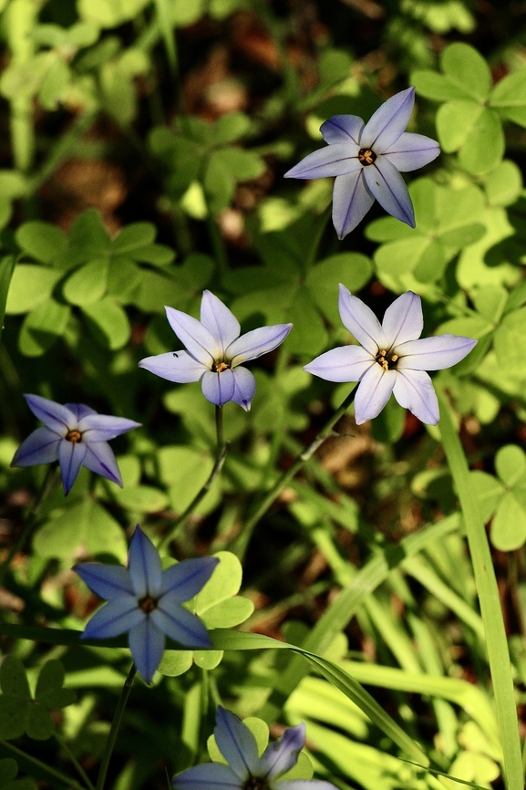 Spring Starflower - Ipheion uniflorum Naturalised in Australia. Australia,Eamw flora,Geotagged,Ipheion uniflorum,Nixon Skinner conservation park Myponga SA,Winter