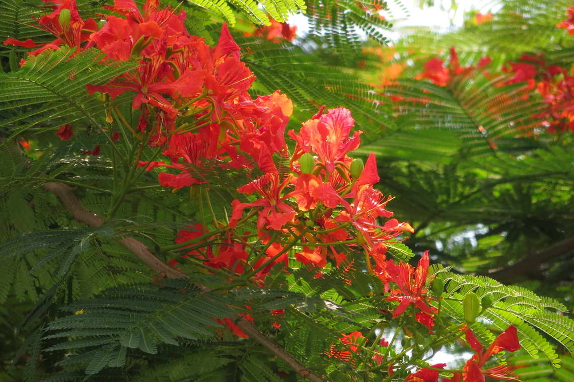 Delonix regia          Naturalised in many countries including  Vietnam .       Delonix regia,Eamw flora,Flamboyant Tree,Geotagged,Spring,Vietnam