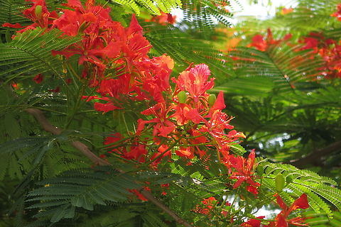 Delonix regia          Naturalised in many countries including  Vietnam .       Delonix regia,Eamw flora,Flamboyant Tree,Geotagged,Spring,Vietnam