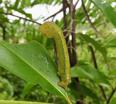 Yellow False Tiger Moth caterpillar - Dysphania sagana                                 Dysphania sagana,Eamw caterpillars,Geotagged,Spring,Vietnam,Yellow False Tiger Moth