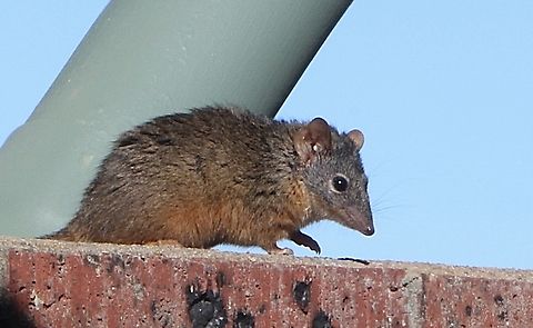Yellow-footed antechinus - Antechinus flavipes This made my day. Looking out of the living room window and seeing this most interesting marsupial coming and visit our unit in our seaside suburb was the most exciting thing I’ve seen in a long while.It entered our roof and stayed there for about 2 hours. Not sure if it actually lives there. Antechinus flavipes,Australia,Encounter Bay SA,Fall,Geotagged,June 2024,Yellow-footed antechinus,eamw marsupials