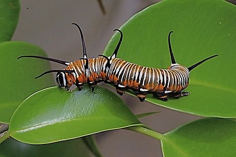 Common Crow Butterfly - Euploea core Feeding on fig leaves. Australia,Common Crow,Dec 2017,Eamw caterpillars,Euploea core,Geotagged,Karana Downs Qld,QLD,Summer