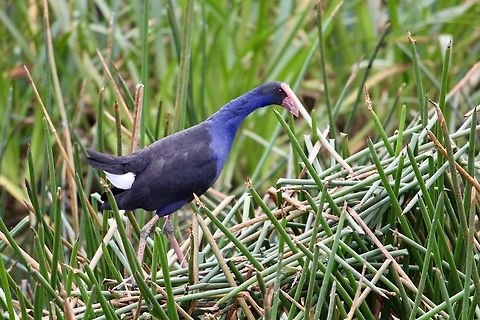 Australasian swamphen - Porphyrio melanotus  Australa,Australasian swamphen,Eamw birds,Geotagged,July 2016,North NowraNsw,Porphyrio melanotus,Western swamphen,Winter