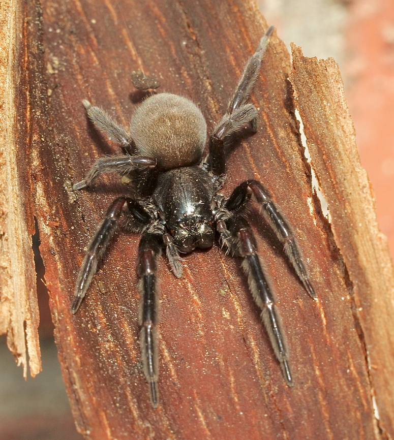 Black house spider - Badumna longinqua  Aug 2022,Australia,Badumna longinqua,Eamw spiders,Encounter Bay SA,Geotagged,Winter