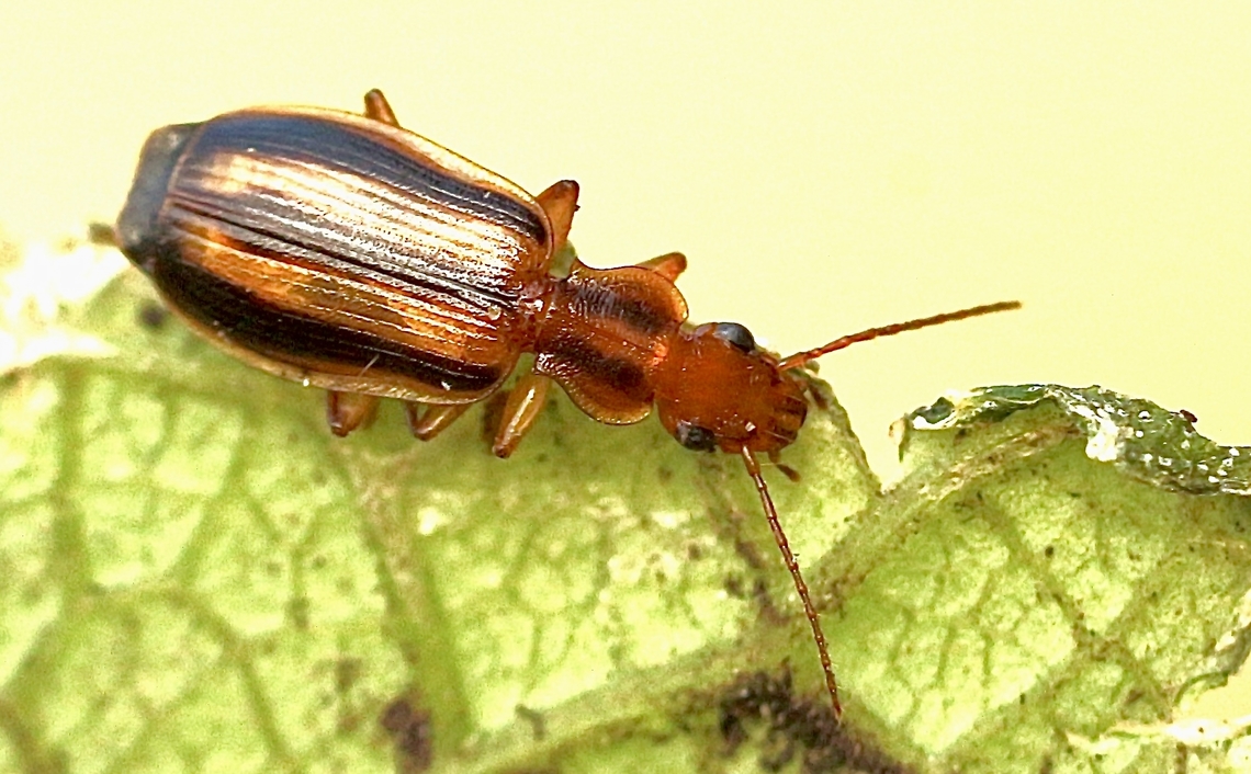 Longicorn Ground Beetle - Demetrida longicollis  Aug 2022,Australia,D. longicollis,Demetrida longicollis,Eamw beetles,Encounter Bay SA,Geotagged,Winter