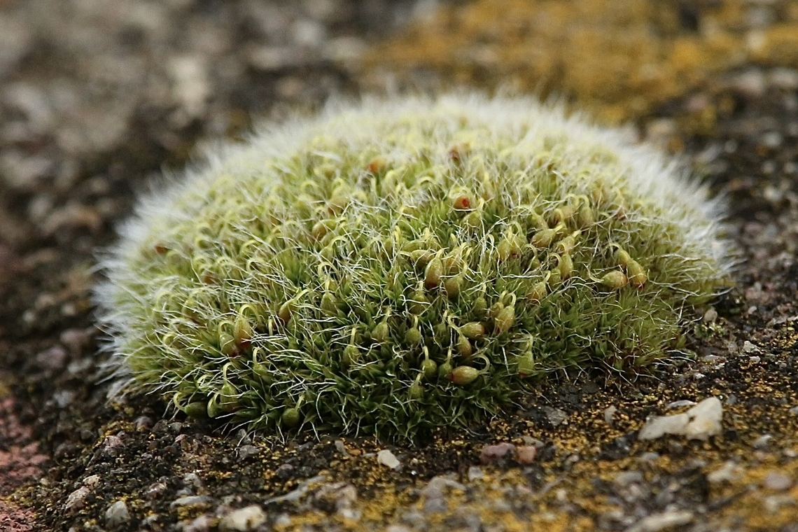 Genus - Grimmia  Aug 2022,Australia,Eamw flora,Geotagged,Moss,Spring Mount Conservation Park South,Winter