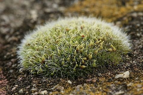 Genus - Grimmia  Aug 2022,Australia,Eamw flora,Geotagged,Moss,Spring Mount Conservation Park South,Winter
