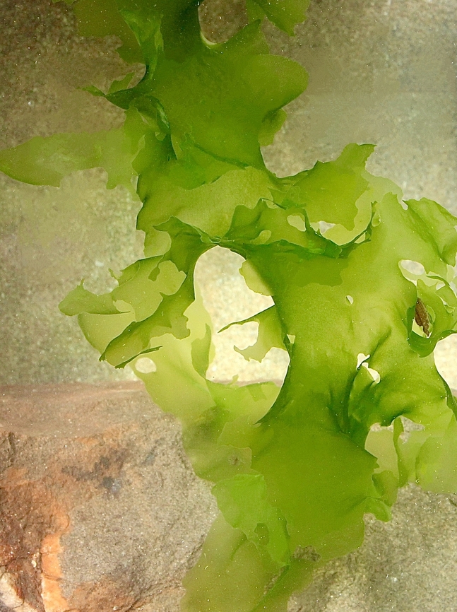 Sea lettuce- Genus Ulva  Australia,Eamw marine flora,Encounter Bay SA,Fall,Geotagged,June 2024,Sea lettuce
