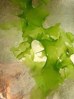 Sea lettuce- Genus Ulva  Australia,Eamw marine flora,Encounter Bay SA,Fall,Geotagged,June 2024,Sea lettuce