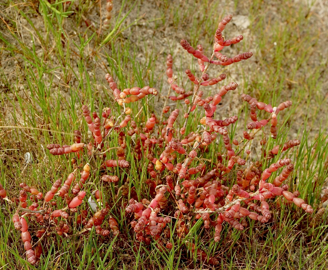Beaded samphire, Sarcocornia quinqueflora  Aug2022,Australia,Beaded samphire,Eamw flora,Geotagged,Sarcocornia quinqueflora,Victoria,Winter
