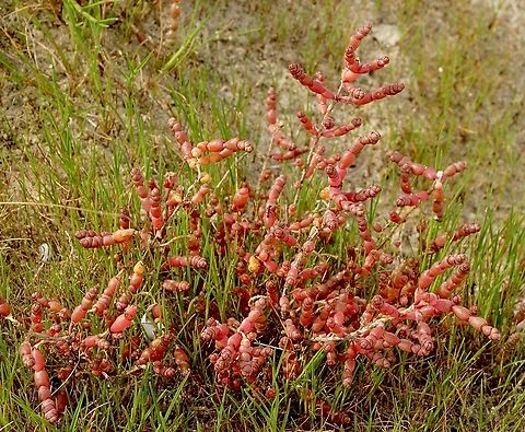 Beaded samphire, Sarcocornia quinqueflora  Aug2022,Australia,Beaded samphire,Eamw flora,Geotagged,Sarcocornia quinqueflora,Victoria,Winter