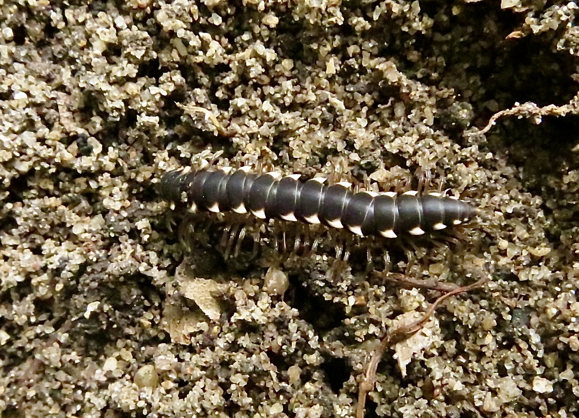 Chondromorpha xanthotricha                                 Chondromorpha xanthotricha,Eamw millipedes,Geotagged,June 2013,Spring,Vietnam