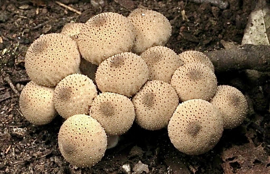 Common Puffball - Lycoperdon perlatum  Australia,Common puffball,Eamw fungi,Geotagged,July 2016,Lycoperdon perlatum,North Nowra Nsw,Winter