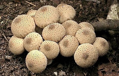 Common Puffball - Lycoperdon perlatum  Australia,Common puffball,Eamw fungi,Geotagged,July 2016,Lycoperdon perlatum,North Nowra Nsw,Winter