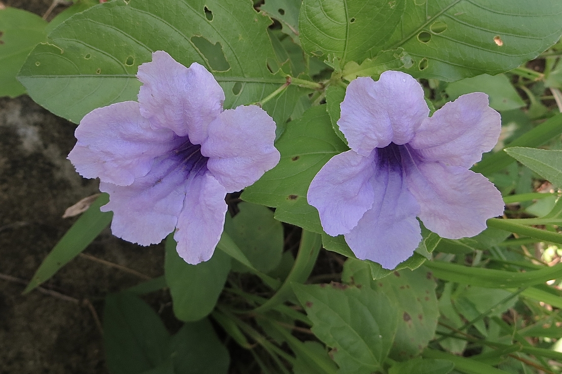 Minnieroot -  Ruellia tuberosa                                 Eamw flora,Geotagged,June 2013,Minnieroot,Ruellia tuberosa,Spring,Vietnam