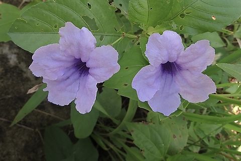 Minnieroot -  Ruellia tuberosa                                 Eamw flora,Geotagged,June 2013,Minnieroot,Ruellia tuberosa,Spring,Vietnam