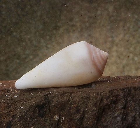 Conus anemone  Australia,Conus anemone,Encounter Bay SA,Fall,Geotagged,June 2024,eamw marine invertebrates