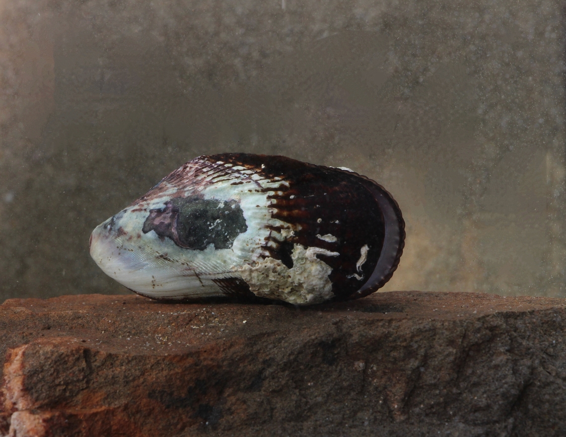 Brachidontes erosus  Australia,Brachidontes erosus,Encounter Bay SA,Fall,Geotagged,June 2024,eamw marine invertebrates