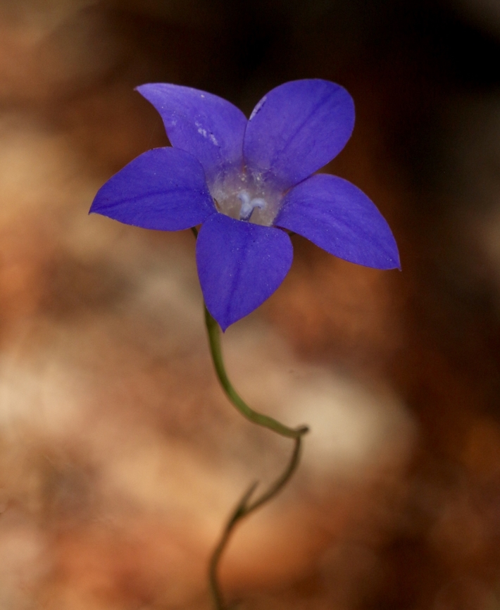 Southern Rockbell - Wahlenbergia marginata  Australia,Eamw flora,Geotagged,Jan2023,Mount Billy Conservation Park,Southern Rockbell,Summer,Wahlenbergia marginata