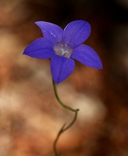 Southern Rockbell - Wahlenbergia marginata  Australia,Eamw flora,Geotagged,Jan2023,Mount Billy Conservation Park,Southern Rockbell,Summer,Wahlenbergia marginata