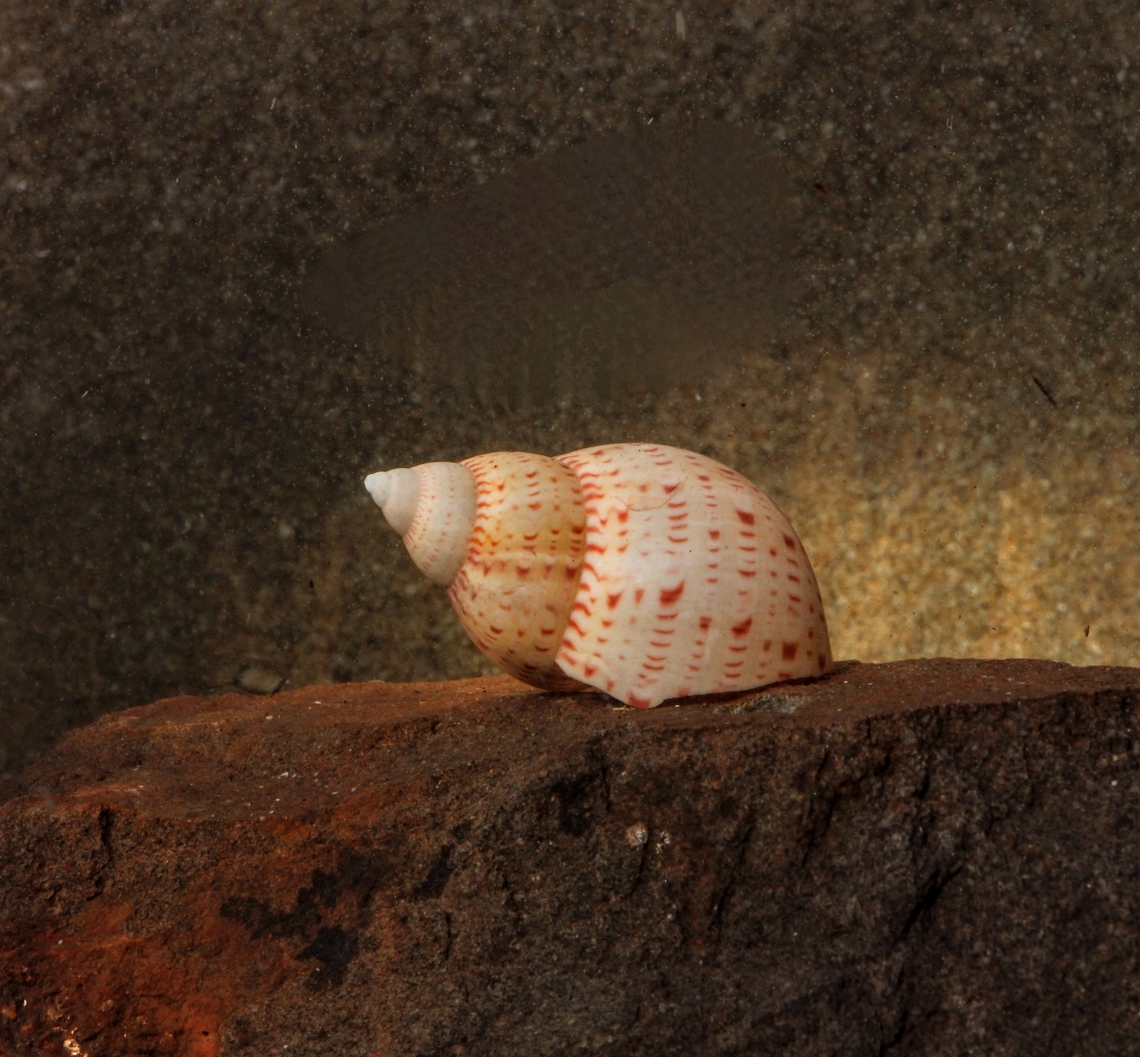 Australian Pheasant - Phasianella australis Very variable shell. Australia,Australian Pheasant,Encounter Bay SA,Fall,Geotagged,June 2024,Phasianella australis,eamw marine invertebrates
