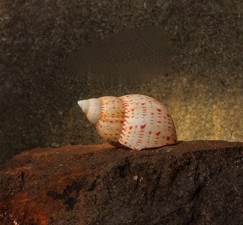 Australian Pheasant - Phasianella australis Very variable shell. Australia,Australian Pheasant,Encounter Bay SA,Fall,Geotagged,June 2024,Phasianella australis,eamw marine invertebrates