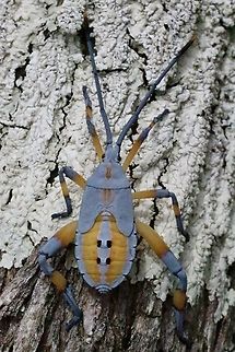 Clown bug- Amorbus alternatus Fourth instar. Amorbus alternatus,Australia,DEC2017,Eamw bugs,Geotagged,Karana Downs Qld,Leaf footed bug,Summer