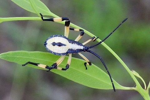 Common gum tree bug - Amorbus robustus Possibly 2nd instar Amorbus alternatus,Australia,DEC2017,Eamw bugs,Geotagged,Karana Downs Qld,Leaf footed bug,Summer