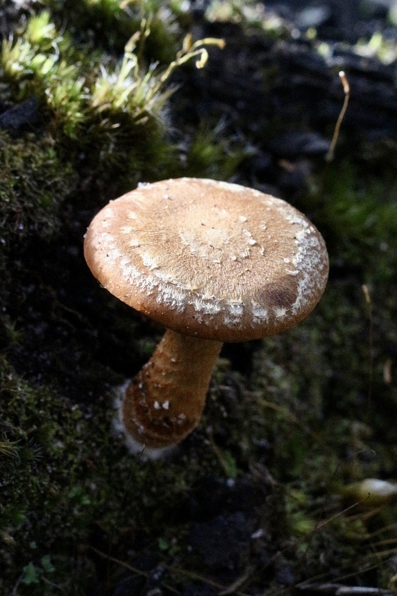 Lentinula lateritia  Australia,Bairnsdale Vic,Eamw fungi,Fall,Geotagged,June 2017,Lentinula lateritia