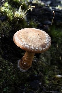 Lentinula lateritia
