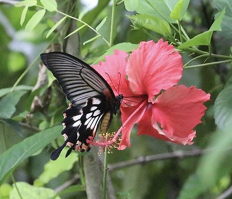 Great Mormon -Papilio agenor  Eamw butterflies,Geotagged,June 2013,Papilio agenor,Spring,The Great Mormon,Vietnam