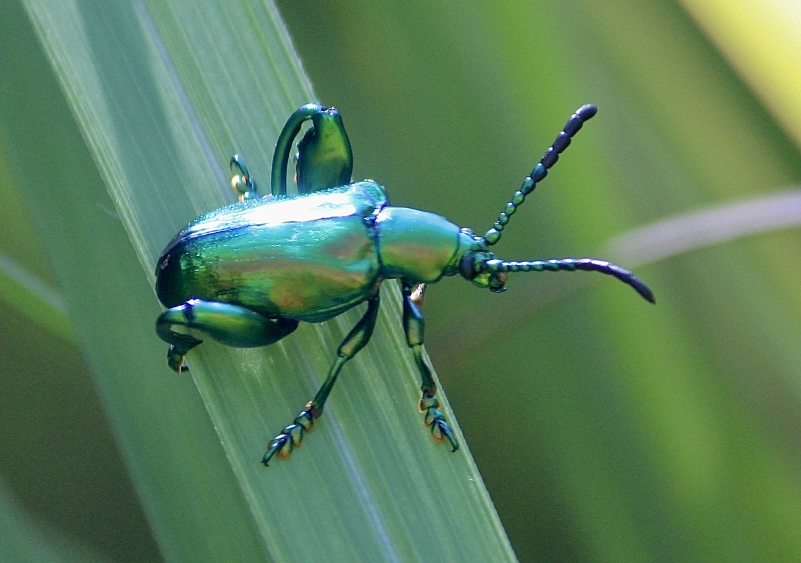 Frog-legged leaf beetle - genus Sagra  Eamw beetles,Geotagged,June 2013,Sagra jansoni,Summer,Vietnam