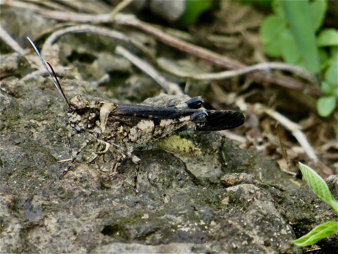 Bandwing Grasshopper - Subfamily Oedipodinae      Very well camouflaged  and had to use app tools  to make it be more visible .                        Eamw grasshoppers,Geotagged,June 2013,Summer,Vietnam